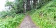 F0007 – Wanderweg über einen grünen Hang in leichten Wald hinein.