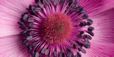 F0012 – Nahaufnahme einer pinken Blume