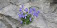 F0013 – Blaue Blumen wachsen aus einem Felsen